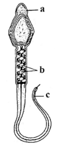 diagram of human sperm, identify the functions of the labelled parts