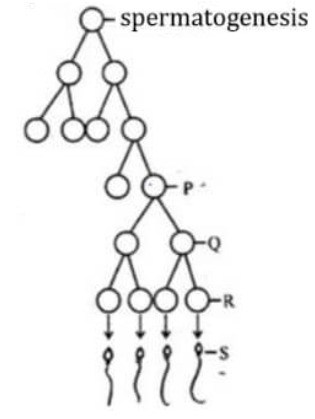 KCET 2019 Biology Solutions Paper 