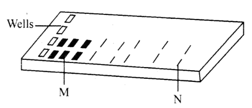 KCET 2020 Biology Paper With Solutions Q13