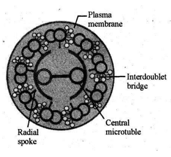 KCET 2020 Biology Paper With Solutions Q28