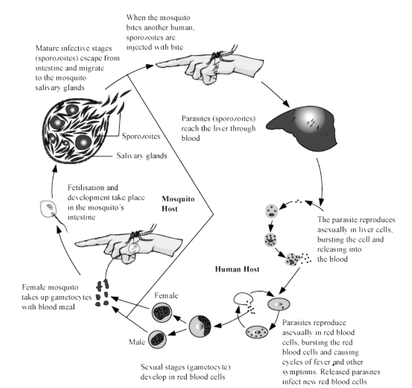 KCET 2020 Biology Paper With Solutions Q4