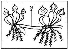 KCET 2020 Biology Paper With Solutions Q40