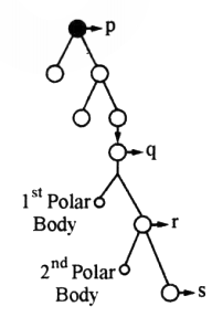 KCET 2020 Biology Paper With Solutions Q46